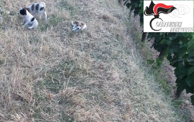 Cuccioli abbandonati, nei guai una donna: arrestato il marito     
