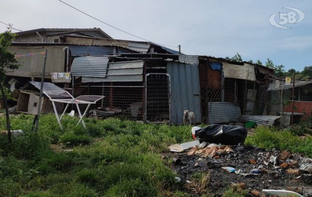 43 cani in precarie condizioni, sequestrata l'area: nei guai marito e moglie