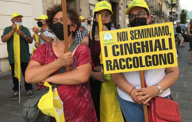 Cinghiali, la Provincia con gli agricoltori: pressing sulla Regione