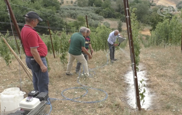 Uno spray contro le piante infestanti, la sperimentazione arriva tra i vigneti di Ariano