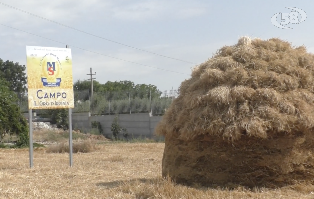 Dal Molino Scoppettuolo di Grotta arriva la farina 100% irpina /VIDEO