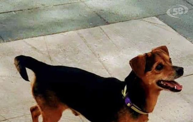 Storia a lieto fine, 83enne ritrova il suo amato cane dopo 4 anni