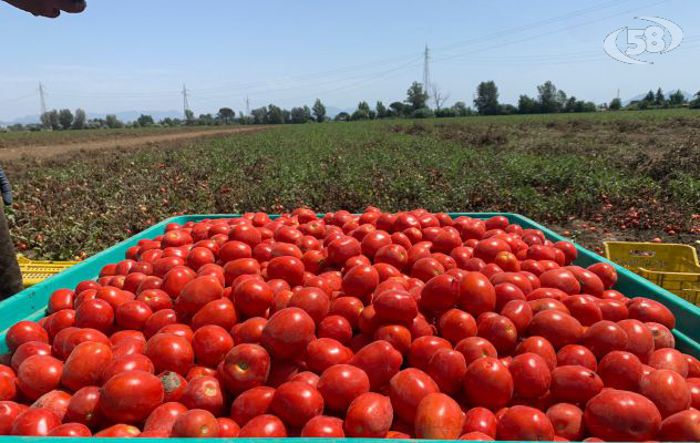 Emergenza pomodoro, Caputo perso il 20% delle colture. Valuteremo ristoro