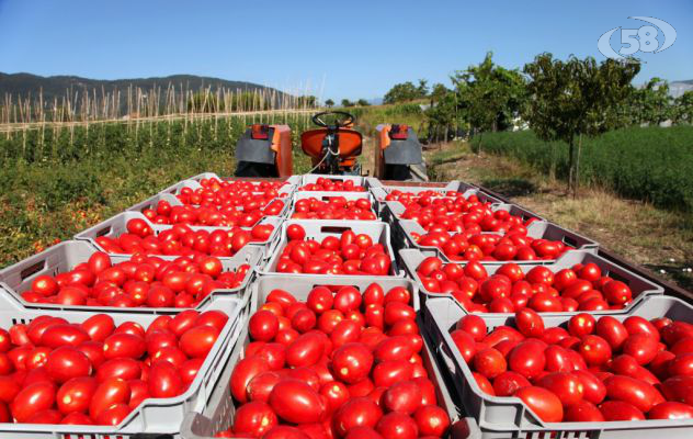 I pomodori campani restano nei campi, danni per circa 10milioni di euro. Cia: "Ristoro ai produttori"