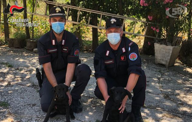 Ripreso dalle telecamere mentre abbandona due cuccioli di cane: identificato e denunciato dai carabinieri