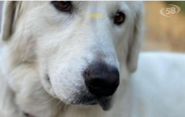 Una storia a lieto fine, salvata da un triste destino grazie alla sinergia tra Enpa e Comune