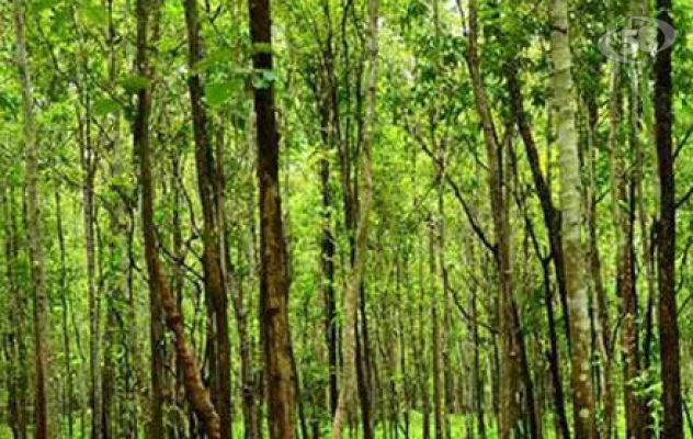 Forestazione, sindacati sul piede di guerra. “Troppe mensilità arretrate da corrispondere, si intervenga”