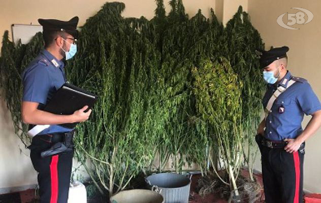 Beccato mentre innaffiava una piantagione di cannabis, arrestato 25enne
