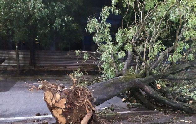  Maltempo in città, alberi caduti e due auto danneggiate