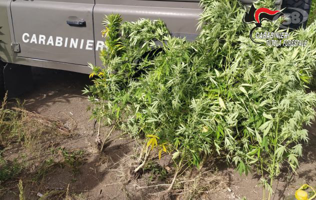 Sequestrate piante di canapa e fertilizzanti, indagini in corso