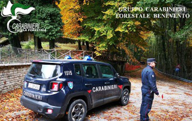 Sorpreso a tagliare 150 quintali di legna di faggio furtivamente, arrestato