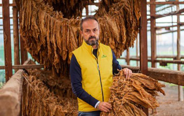 Contrabbando di sigarette, Masiello: "Il commercio illecito minaccia produzioni e lavoro"