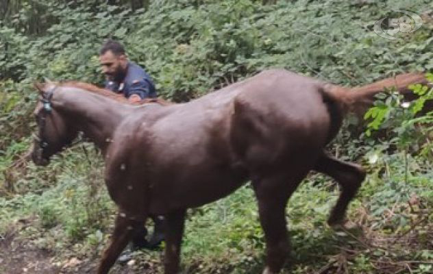 Cavallo imbizzarrito crea il panico e finisce in un dirupo: salvato