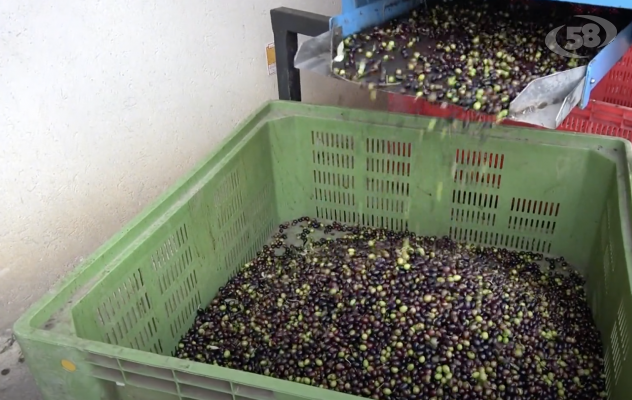 Nel vivo la raccolta delle olive, frantoio Molinario del Tricolle: ''Qualità dell'olio eccellente'' /VIDEO