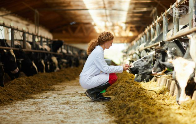 Carenza di veterinari Asl in Irpinia, Cia Avellino lancia l’allarme sulla sicurezza del comparto zootecnico