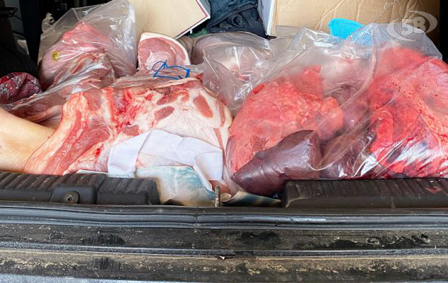 Carne di maiale stipata nel bagagliaio: scattano sanzione e sequestro