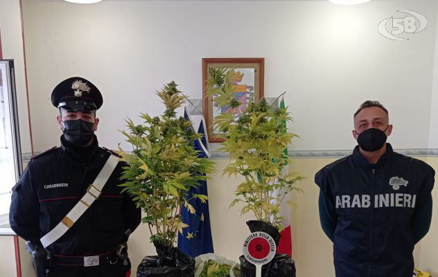 Coltivava marijuana nella mansarda: arrestato 40enne 