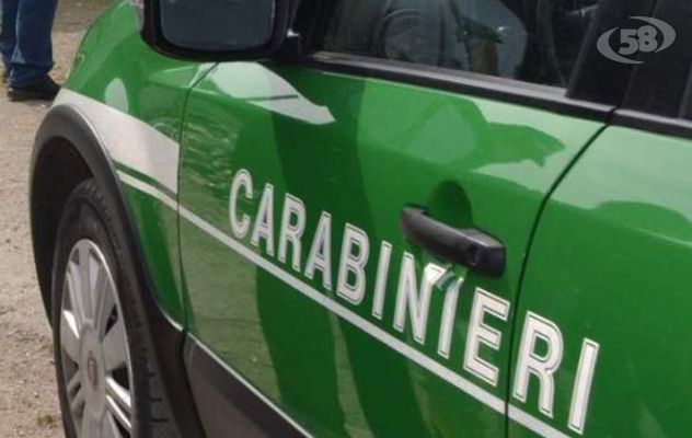 Macellazione abusiva di suini, carcasse sequestrate: blitz dei Carabinieri