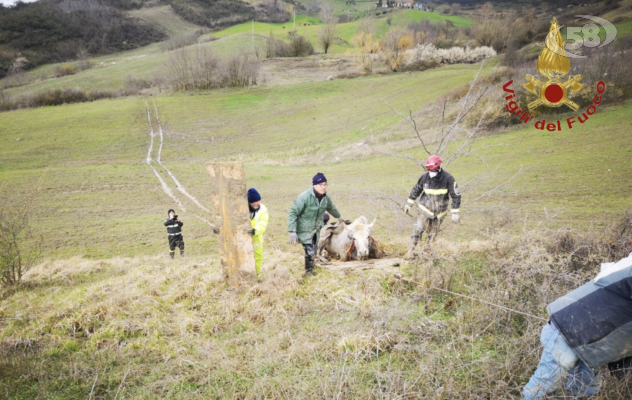 San Sossio, Vigili del Fuoco costruiscono una zattera per salvare una mucca intrappolata