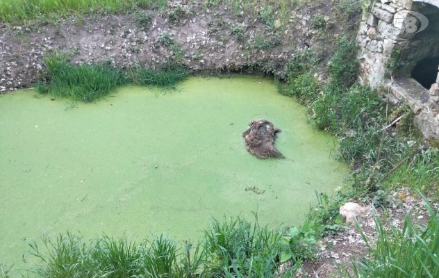 Cinghiale morto in un invaso di Mirabella Eclano, Sepe: “Non toccare le carcasse per prevenire la Psa”/VIDEO