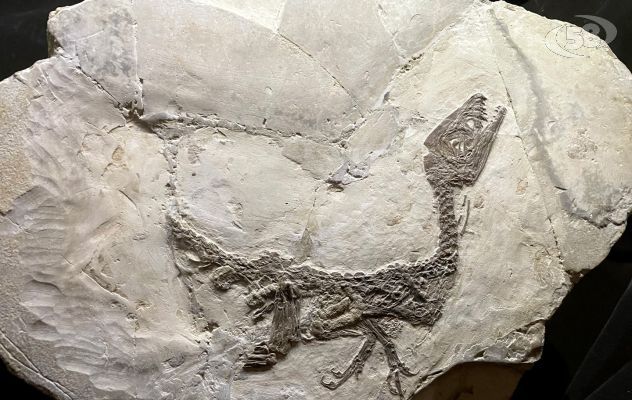 Scipionyx Samniticus, evento europeo. Santamaria: "Benevento e Pietraroja capitali della paleontologia"/VIDEO