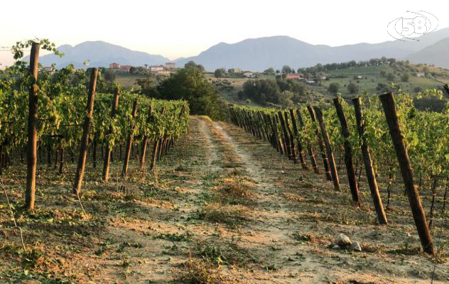 Maltempo, Caputo vicino agli agricoltori: Presto i ristori. "Daremo risposte concrete in tempi rapidi"