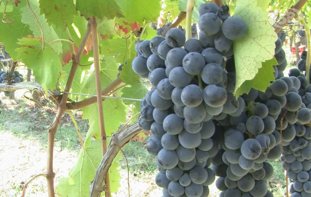 130 conferitori di uva senza committente: Cia Avellino chiede un tavolo tecnico in Prefettura 