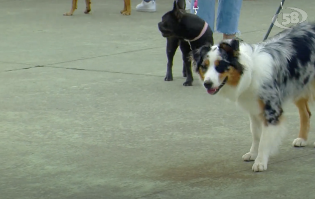 Giornata mondiale del cane: a Flumeri la rassegna cinofila organizzata da Agrifertil