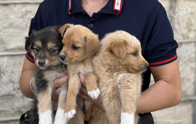 Forestale soccorre tre cuccioli abbandonati in un cartone