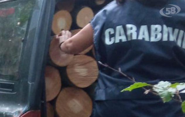 Rubano legna nel Parco regionale del Matese, scattano due arresti e una denuncia