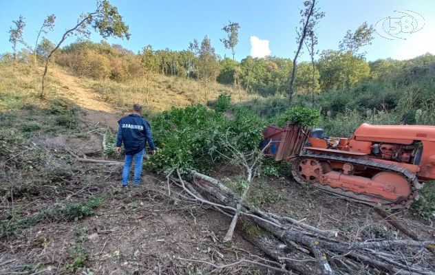 Sorpreso mentre stava rubando legna in un'area demaniale, arrestato per furto 