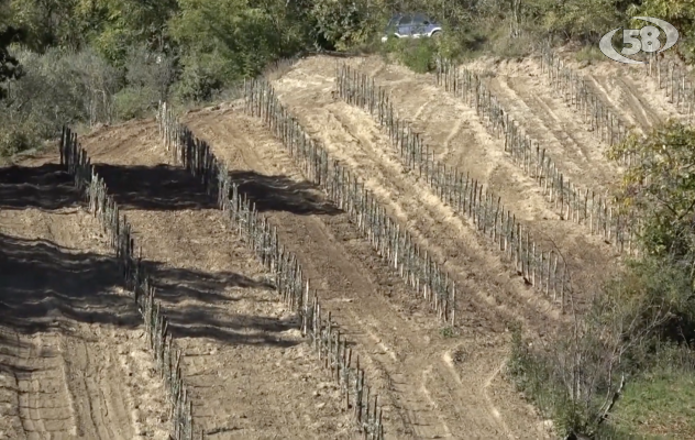 L’agricoltura 4.0 arriva ad Ariano, impiantato il primo uliveto super intensivo /VIDEO