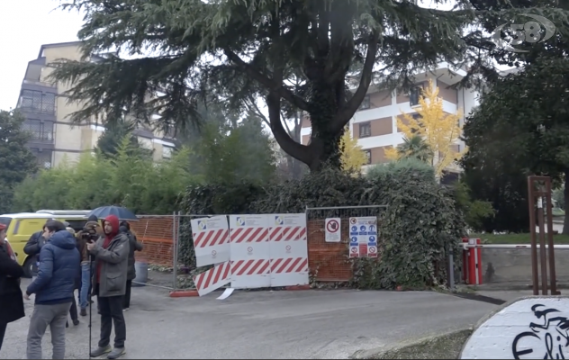 Avellino, salvo per ora il cedro del Libano: abbattimento scongiurato