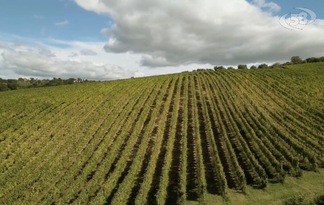 Consorzio del Vino, ok al bilancio: boom di adesioni