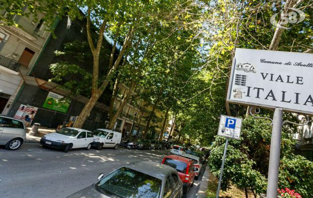 A Viale Italia trentadue nuovi platani resistenti al cancro colorato