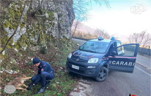 Giovane lupo ucciso con 4 colpi di fucile, è caccia al responsabile