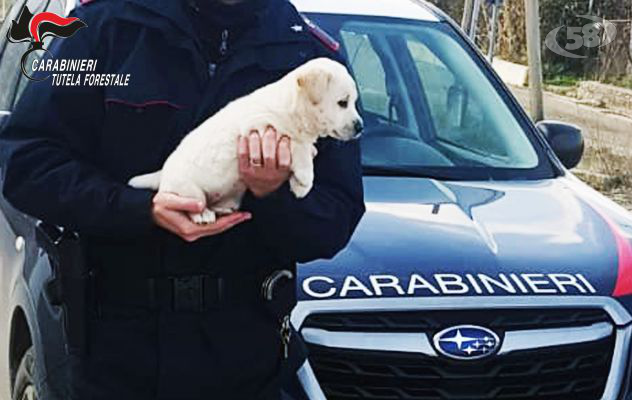 Carabinieri soccorrono cucciolo di cane abbandonato