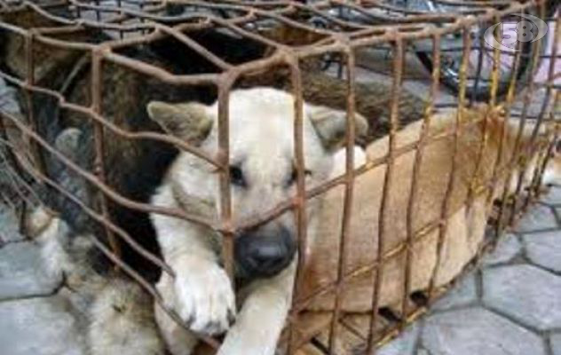 Maltrattamento animali, denunciata donna di Pratola Serra