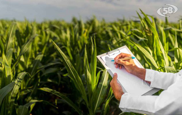 Clima, allarme anche in Irpinia: i consigli degli agronomi