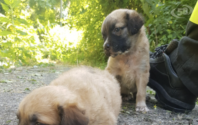 Vigili del Fuoco salvano due cagnolini di razza meticcia