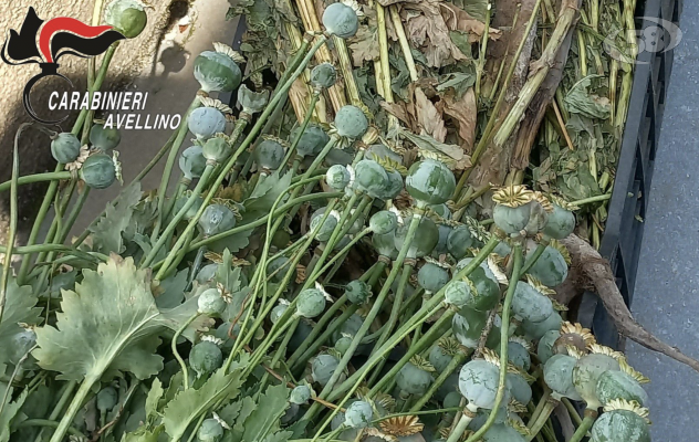 107 piante di papavero da oppio, in manette madre e figlio