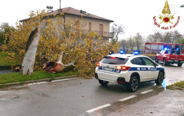 Maltempo, 70 interventi: danni e abeti caduti