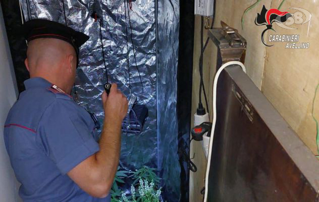 Carabinieri intervengono per furto e trovano serra di marijuana