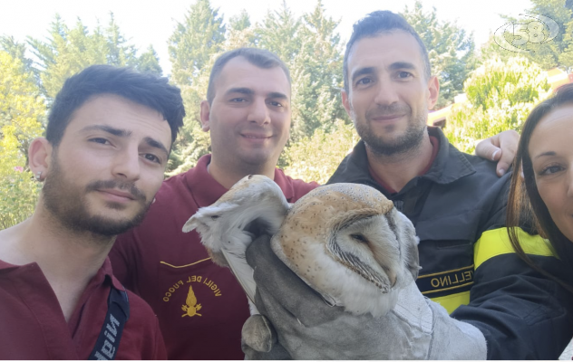 Ariano, barbagianni salvato dai Vigili del Fuoco