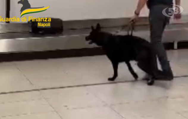 Valuta non dichiarata per oltre un milione di euro e oro intercettati dalla Finanza/VIDEO