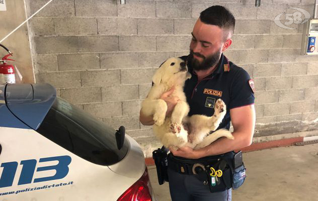 Se non ti porto non parto: abbandonare gli animali è reato e inciviltà