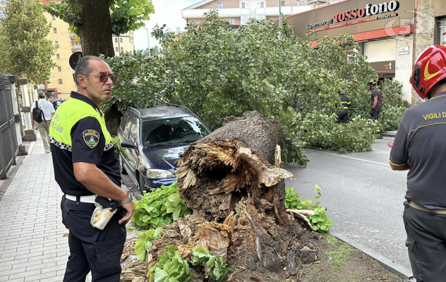 Cade albero ad Avellino, paura in via Tagliamento