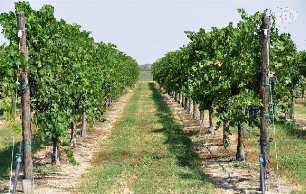 Crisi del mercato delle uve, manifestazione dei viticoltori a Castelvenere