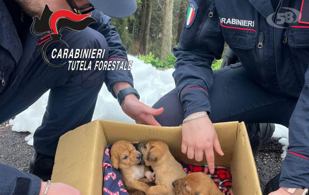 Carabinieri salvano cinque cuccioli di cane