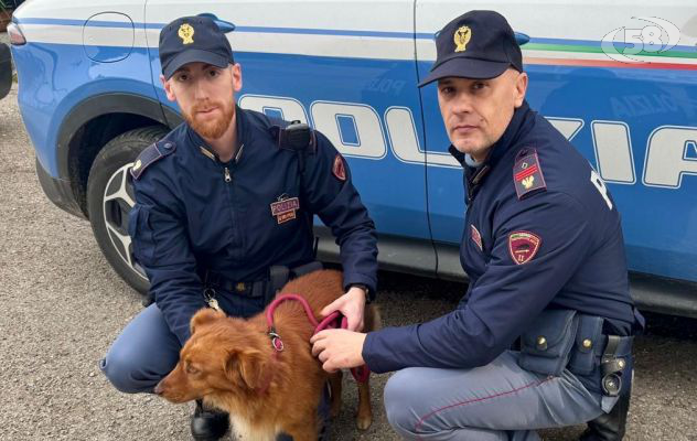 Cagnolino vaga impaurito nella galleria, i poliziotti lo mettono in salvo